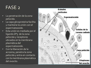 FASE 2
• La penetración de la zona
pelúcida.
• La capa glicoproteína facilita
y mantiene la unión con el
espermatozoide.
• Esta unión es mediada por el
ligandoZP3 de la zona
pelúcida y receptores
ubicados en la membrana
plasmática del
espermatozoide.
• Con la liberación de la
acrosina, penetra la zona
pelúcida y entra en contacto
con la membrana plasmática
del ovocito.
 