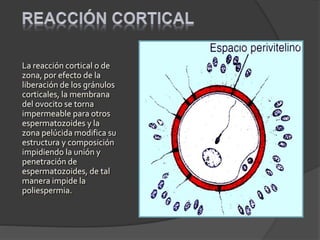 La reacción cortical o de
zona, por efecto de la
liberación de los gránulos
corticales, la membrana
del ovocito se torna
impermeable para otros
espermatozoides y la
zona pelúcida modifica su
estructura y composición
impidiendo la unión y
penetración de
espermatozoides, de tal
manera impide la
poliespermia.
 