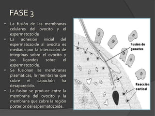 • La fusión de las membranas
celulares del ovocito y el
espermatozoide
• La adhesión inicial del
espermatozoide al ovocito es
mediada por la interacción de
integrinas sobre el ovocito y
sus ligandos sobre el
espermatozoide.
• Se fusionan las membranas
plasmáticas, la membrana que
cubre el capuchón ha
desaparecido.
• La fusión se produce entre la
membrana del ovocito y la
membrana que cubre la región
posterior del espermatozoide.
FASE 3
 