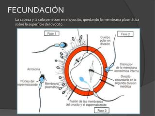 La cabeza y la cola penetran en el ovocito, quedando la membrana plasmática
sobre la superficie del ovocito.
FECUNDACIÓN
 