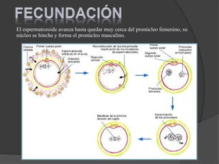 El espermatozoide avanza hasta quedar muy cerca del pronúcleo femenino, su
núcleo se hincha y forma el pronúcleo masculino.
 