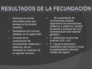 1. Estimula al ovocito
secundario para que
termine la 2a división
meiótica
2. Restablece el # normal-
diploide- en el cigoto (46)
3. A través de la
combinación de
cromosomas maternos y
paternos, da por
resultado la variación de
la especie humana.
 El cruzamiento de
cromosomas reubica
segmentos de cromosomas
maternos y paternos, mezcla
de genes y produce así una
recombinación del material
genético.
 4. Determina el sexo del
embrión (XX—XY)
 5. Causa la activación
metabólica del ovocito e inicia
la segmentación (división
celular del cigoto)
 