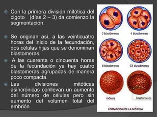  Con la primera división mitótica del
cigoto (días 2 – 3) da comienzo la
segmentación.
 Se originan así, a las veinticuatro
horas del inicio de la fecundación,
dos células hijas que se denominan
blastomeras.
 A las cuarenta o cincuenta horas
de la fecundación ya hay cuatro
blastomeras agrupadas de manera
poco compacta.
 Las divisiones mitóticas
asincrónicas conllevan un aumento
del número de células pero sin
aumento del volumen total del
embrión
 