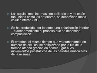  Las células más internas son poliédricas y no están
tan unidas como las anteriores, se denominan masa
celular interna (MCI).
 Se ha producido, por lo tanto, una polarización interior
– exterior mediante el proceso que se denomina
compactación.
 El embrión, al mismo tiempo que va aumentando en
número de células, se desplazada por la luz de la
trompa uterina gracias en primer lugar a los
movimientos peristálticos de las paredes musculares
de la mismas.
 