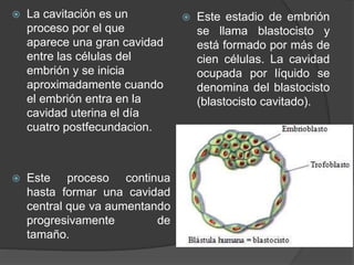 La cavitación es un
proceso por el que
aparece una gran cavidad
entre las células del
embrión y se inicia
aproximadamente cuando
el embrión entra en la
cavidad uterina el día
cuatro postfecundacion.
 Este proceso continua
hasta formar una cavidad
central que va aumentando
progresivamente de
tamaño.
 Este estadio de embrión
se llama blastocisto y
está formado por más de
cien células. La cavidad
ocupada por líquido se
denomina del blastocisto
(blastocisto cavitado).
 