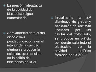  La presión hidrostática
de la cavidad del
blastocisto sigue
aumentando.
 Aproximadamente el día
cinco o seis
postfecundacion y en el
interior de la cavidad
uterina se produce la
eclosión, que consiste
en la salida del
blastocisto de la ZP.
 Inicialmente la ZP
disminuye de grosor y
por acción de enzimas
liberadas por las
células del trofoblasto,
se produce un orificio
por donde sale todo el
blastocisto de la
cavidad esférica
formada por la ZP.
 