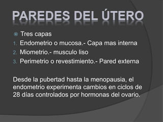  Tres capas
1. Endometrio o mucosa.- Capa mas interna
2. Miometrio.- musculo liso
3. Perimetrio o revestimiento.- Pared externa
Desde la pubertad hasta la menopausia, el
endometrio experimenta cambios en ciclos de
28 días controlados por hormonas del ovario.
 