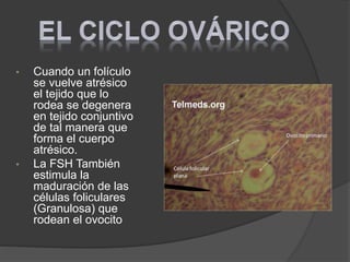 • Cuando un folículo
se vuelve atrésico
el tejido que lo
rodea se degenera
en tejido conjuntivo
de tal manera que
forma el cuerpo
atrésico.
• La FSH También
estimula la
maduración de las
células foliculares
(Granulosa) que
rodean el ovocito
 