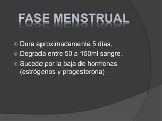  Dura aproximadamente 5 días.
 Degrada entre 50 a 150ml sangre.
 Sucede por la baja de hormonas
(estrógenos y progesterona)
 
