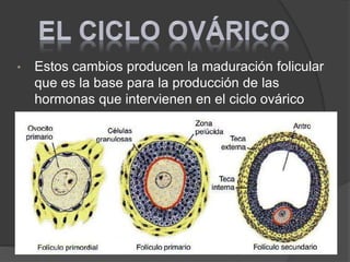 • Estos cambios producen la maduración folicular
que es la base para la producción de las
hormonas que intervienen en el ciclo ovárico
 