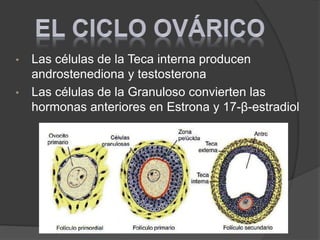 • Las células de la Teca interna producen
androstenediona y testosterona
• Las células de la Granuloso convierten las
hormonas anteriores en Estrona y 17-β-estradiol
 