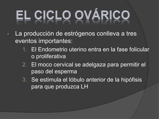 • La producción de estrógenos conlleva a tres
eventos importantes:
1. El Endometrio uterino entra en la fase folicular
o proliferativa
2. El moco cervical se adelgaza para permitir el
paso del esperma
3. Se estimula el lóbulo anterior de la hipófisis
para que produzca LH
 