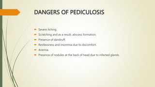 DANGERS OF PEDICULOSIS
 Severe itching.
 Scratching and as a result, abscess formation.
 Presence of dandruff.
 Restlessness and insomnia due to discomfort.
 Anemia.
 Presence of nodules at the back of head due to infected glands.
 