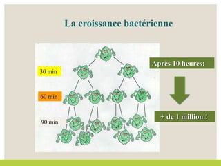 Après 10 heures:
+ de 1 million !
30 min
60 min
90 min
La croissance bactérienne
 