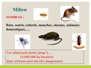 Un cafard peut porter jusqu’à …
14.000.000 de bactéries
dont certaines peuvent être dangereuses
NUISIBLES :
Rats, souris, cafards, mouches, oiseaux, animaux
domestiques,….
Milieu
 