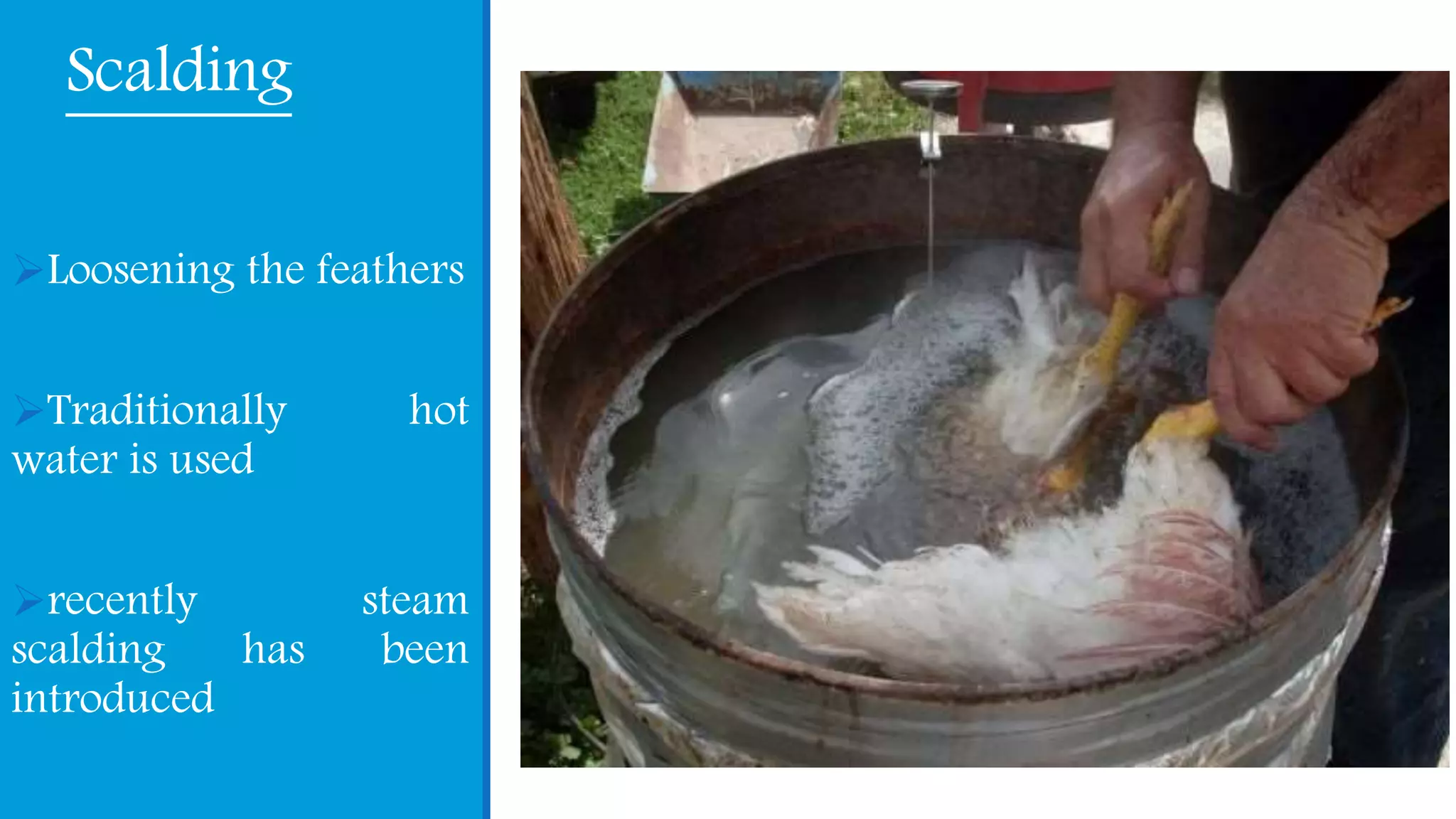 Scalding
Loosening the feathers
Traditionally hot
water is used
recently steam
scalding has been
introduced
 