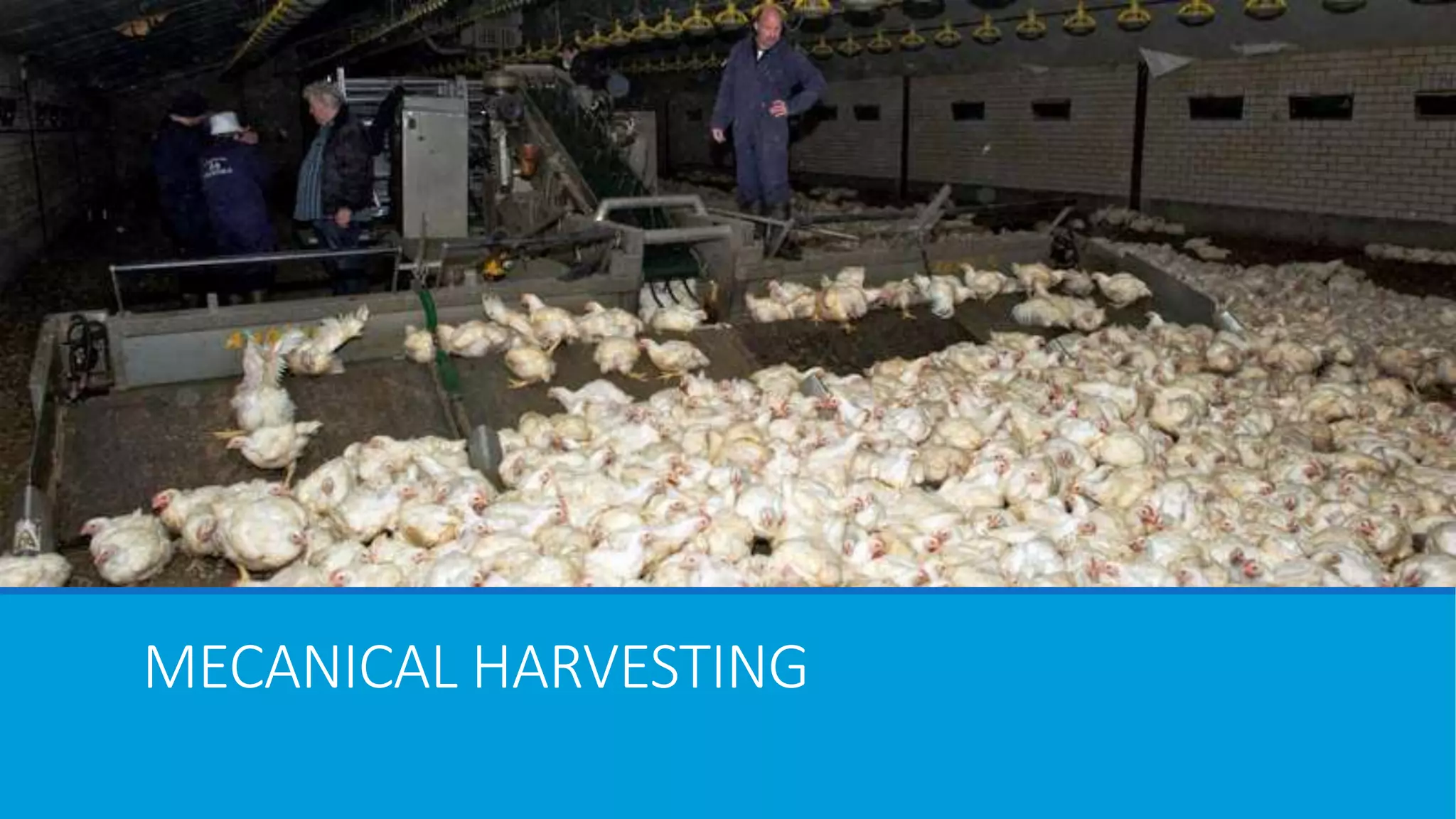 MECANICAL HARVESTING
 