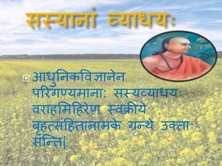  आधुननकविज्ञानेन
पररगण्यमाना: सस्यव्याधयः
िरािममहिरेि स्ििीये
बृित्संहितानामके ग्रन्थे उक्ताः
सश्न्त|
 