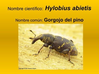 Nombre científico:

Hylobius abietis

Nombre común: Gorgojo

del pino

 