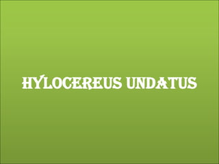 HYLOCEREUS UNDATUS 