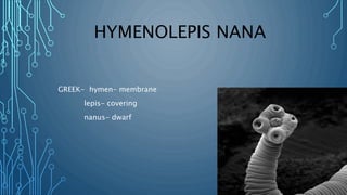 HYMENOLEPIS NANA
GREEK- hymen- membrane
lepis- covering
nanus- dwarf
 