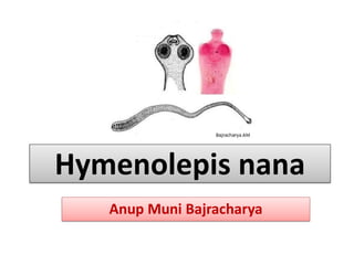 Hymenolepis nana
Anup Muni Bajracharya
 