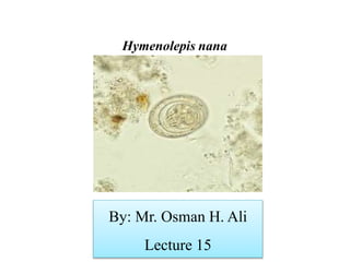 Hymenolepis nana
By: Mr. Osman H. Ali
Lecture 15
 