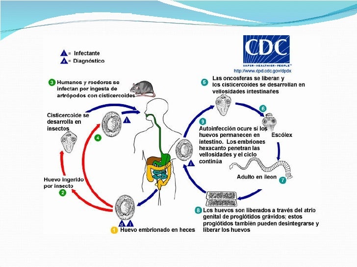 Hymenolepis Diminuta Life Cycle Cdc Hymenolepis Diminuta Life Cycle Cdc