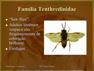 Família Tenthredinidae
   “Saw flies”;
   Adultos lembram
    vespas e são
    frequentemente de
    coloração
    brilhante.
   Fitófagos



Entomologia - Unimontes   Prof. Magno Borges
 
