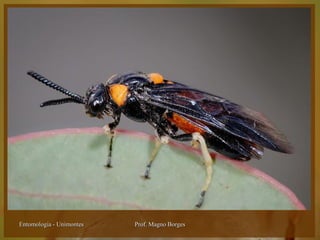 Entomologia - Unimontes   Prof. Magno Borges
 