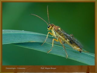 Entomologia - Unimontes   Prof. Magno Borges
 