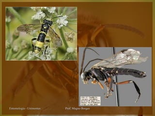 Entomologia - Unimontes   Prof. Magno Borges
 