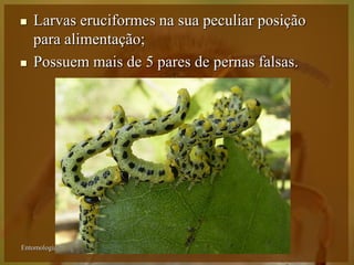    Larvas eruciformes na sua peculiar posição
    para alimentação;
   Possuem mais de 5 pares de pernas falsas.




Entomologia - Unimontes   Prof. Magno Borges
 