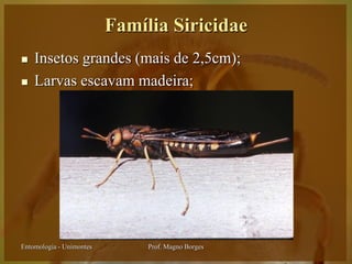 Família Siricidae
   Insetos grandes (mais de 2,5cm);
   Larvas escavam madeira;




Entomologia - Unimontes        Prof. Magno Borges
 