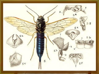 Entomologia - Unimontes   Prof. Magno Borges
 