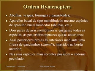 Ordem Hymenoptera
   Abelhas, vespas, formigas e parasitóides;
   Aparelho bucal de tipo mandibulado mesmo espécies
    de aparelho bucal lambedor (abelhas, etc.).
   Dois pares de asas membranosas em quase todas as
    espécies, as posteriores menores que as anteriores;
   Asas posteriores presas às anteriores mediante uma
    fileira de ganchinhos (hamuli), inseridos na borda
    anterior;
   Nas suas espécies mais recentes possuem o abdome
    peciolado.
Entomologia - Unimontes   Prof. Magno Borges
 
