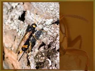 Entomologia - Unimontes   Prof. Magno Borges
 