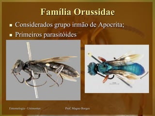 Família Orussidae
   Considerados grupo irmão de Apocrita;
   Primeiros parasitóides




Entomologia - Unimontes    Prof. Magno Borges
 