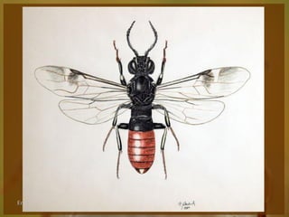 Entomologia - Unimontes   Prof. Magno Borges
 