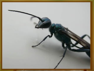 Entomologia - Unimontes   Prof. Magno Borges
 