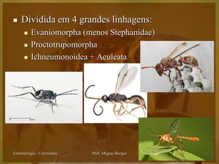    Dividida em 4 grandes linhagens:
        Evaniomorpha (menos Stephanidae)
        Proctotrupomorpha
        Ichneumonoidea + Aculeata




Entomologia - Unimontes   Prof. Magno Borges
 