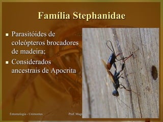 Família Stephanidae
    Parasitóides de
     coleópteros brocadores
     de madeira;
    Considerados
     ancestrais de Apocrita




    Entomologia - Unimontes   Prof. Magno Borges
 