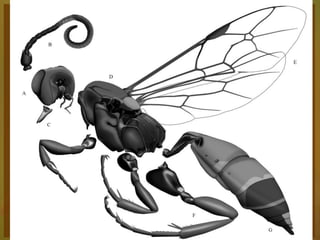 Entomologia - Unimontes   Prof. Magno Borges
 