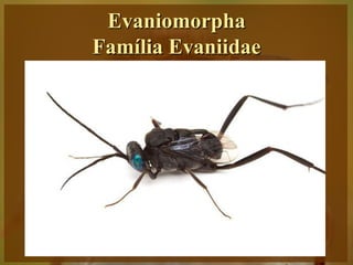 Evaniomorpha
Família Evaniidae




     Prof. Magno Borges
 