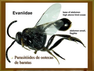    Parasitóides de ootecas
          de baratas
Entomologia - Unimontes   Prof. Magno Borges
 