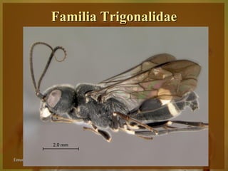 Familia Trigonalidae




Entomologia - Unimontes   Prof. Magno Borges
 