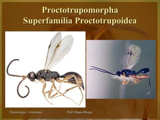 Proctotrupomorpha
         Superfamília Proctotrupoidea




Entomologia - Unimontes   Prof. Magno Borges
 