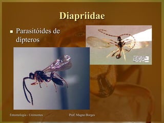 Diapriidae
   Parasitóides de
    dípteros




Entomologia - Unimontes     Prof. Magno Borges
 