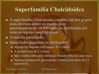 Superfamília Chalcidoidea
   A superfamília Chalcidoidea constitui um dos grupos
    mais diversos dentre os insetos, com
    aproximadamente 19.000 espécies distribuídas por
    todas as regiões zoogeográficas.
   A maioria parasitóide;
   Quase todos pequenos ou minúsculos:
        Alguns Mymaridae tem menos de 0,5mm;
        A maioria tem de 2 a 3mm;
        São reconhecidos pela nervação característica de suas asas;
        Antenas geralmente geniculadas e nunca com mais de 13
         segmentos;
Entomologia - Unimontes      Prof. Magno Borges
 