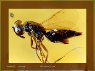Entomologia - Unimontes   Prof. Magno Borges
 